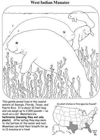 West Indian Manatee Coloring Page